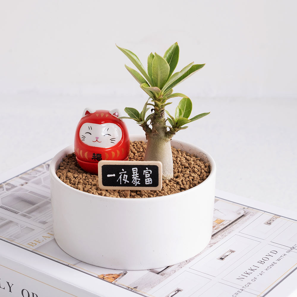 暴富小福星 | 花開富貴 | 招財納福、點亮居家風水 | 陽光植物