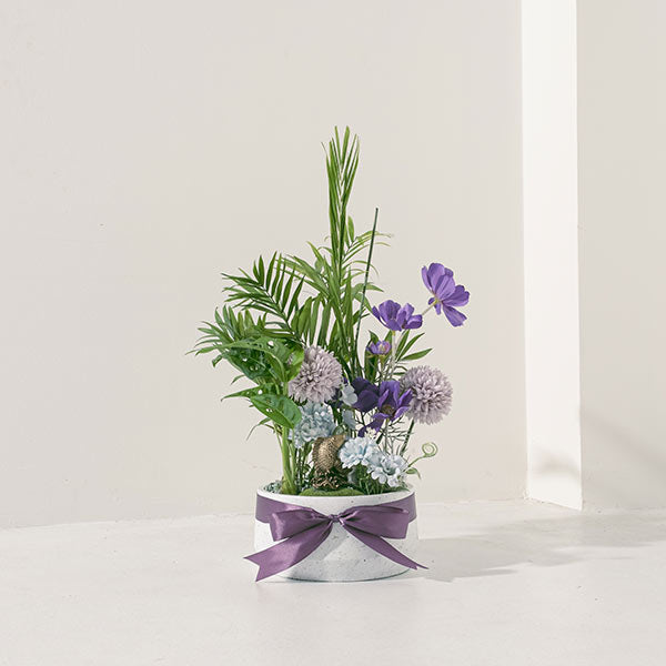 富貴有餘小花園 | 吉祥富貴、年年有餘、提升人際關係、防小人 | 送禮、自用兩相宜  | 室內植物