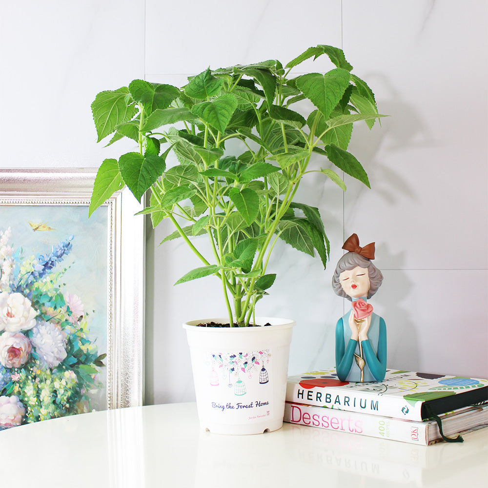 水果鼠尾草 | 驅趕小黑蚊 | 花朵口感清脆 | 陽光植物
