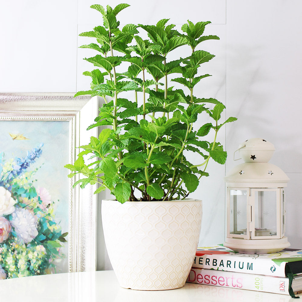 綠薄荷 | 泡茶、薄荷醬、mojito、甜點｜荷蘭薄荷｜最受歡迎的薄荷｜陽光植物