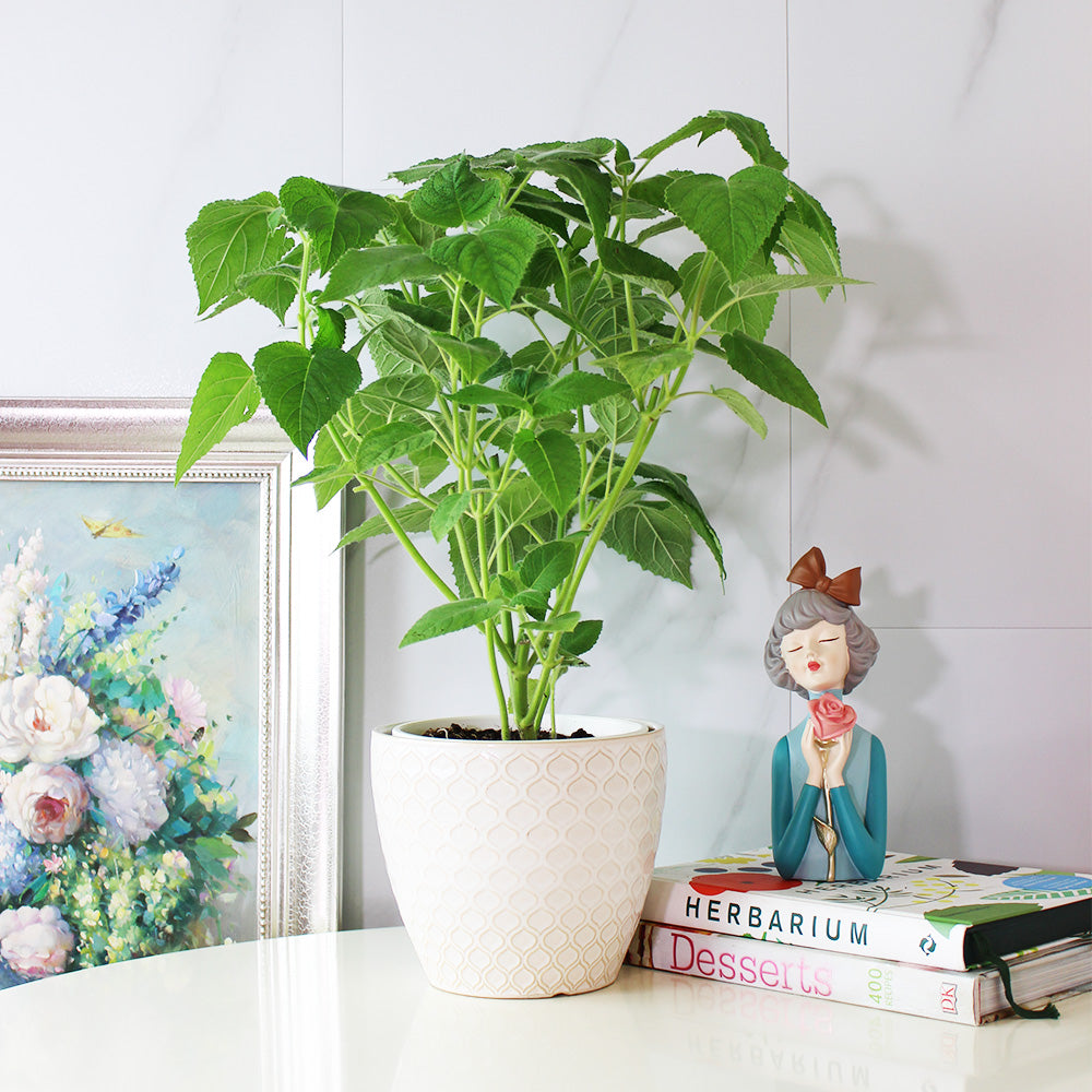 水果鼠尾草 | 驅趕小黑蚊 | 花朵口感清脆 | 陽光植物