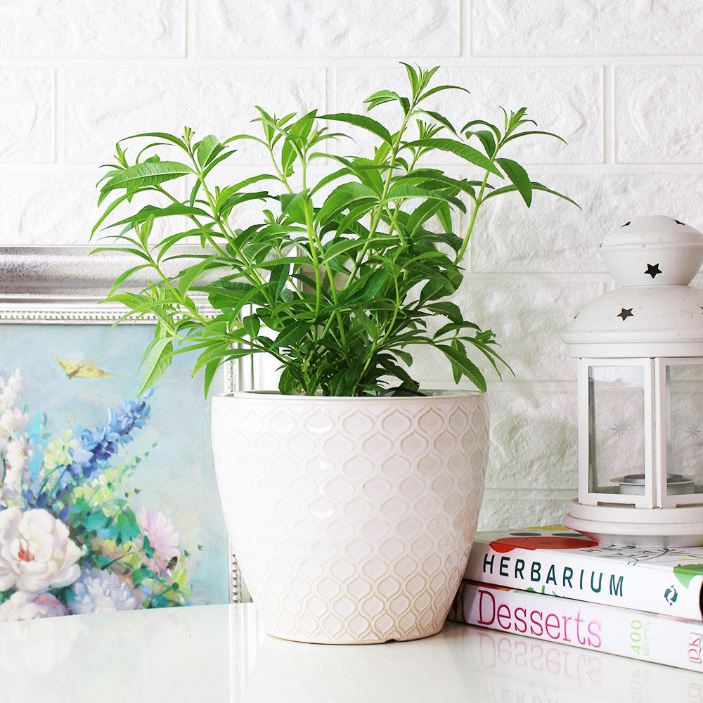 檸檬馬鞭草 | 檸檬與柑橘的香氣 | 很棒的單品香草茶 | 陽光植物