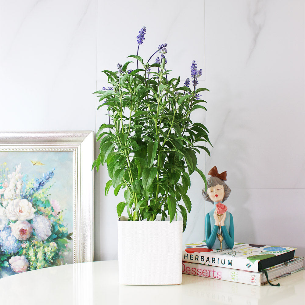 粉萼鼠尾草 | 深藍花束 |花園亮點 | 常開花、好照顧 | 陽光植物