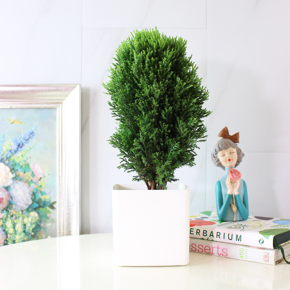 圓柏 | 圓潤的形態 | 陽光植物