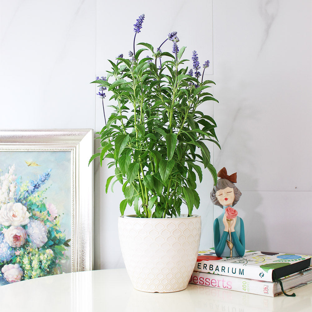 粉萼鼠尾草 | 深藍花束 |花園亮點 | 常開花、好照顧 | 陽光植物