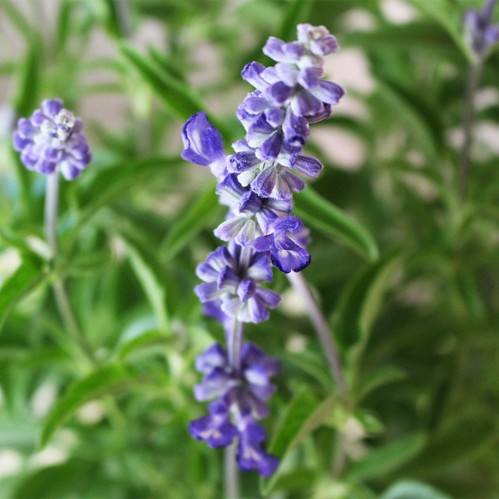 粉萼鼠尾草 | 深藍花束 |花園亮點 | 常開花、好照顧 | 陽光植物