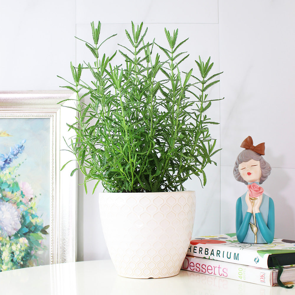 齒葉薰衣草 | 食用花 | 流蘇薰衣草 | 法國薰衣草｜食用花｜陽光植物