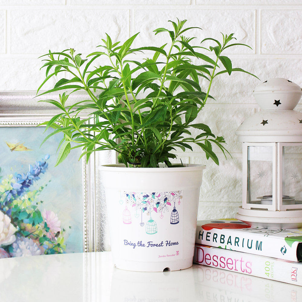 檸檬馬鞭草 | 檸檬與柑橘的香氣 | 很棒的單品香草茶 | 陽光植物