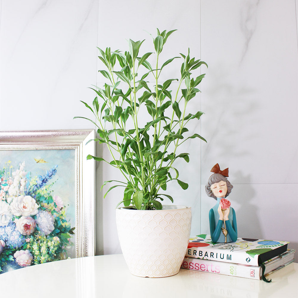 白鼠尾草 | 聖白鼠尾草 | 淨化空間 | 驅趕負能量 | 陽光植物