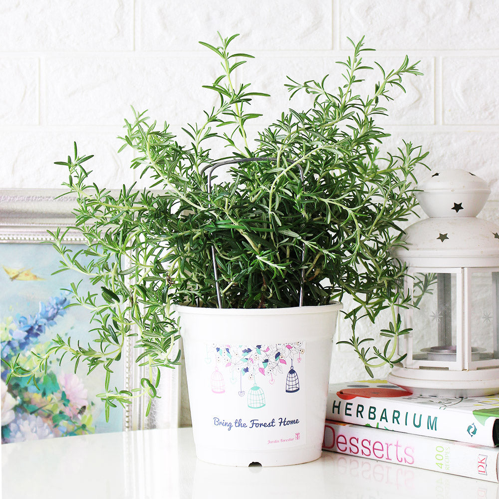 匍匐迷迭香 | 低矮的品種 | 葉片稍大 | 氣味濃郁 | 陽光植物