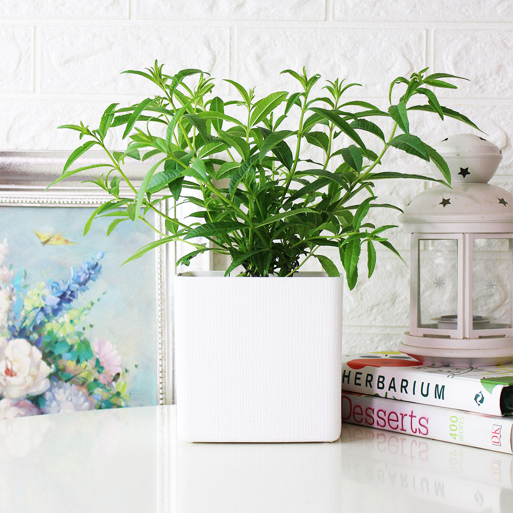 檸檬馬鞭草 | 檸檬與柑橘的香氣 | 很棒的單品香草茶 | 陽光植物