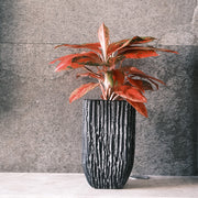 虹玉粗肋草 | 室內植物