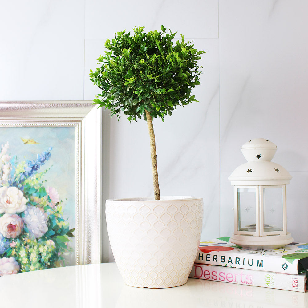 七里香盆栽｜陽光植物