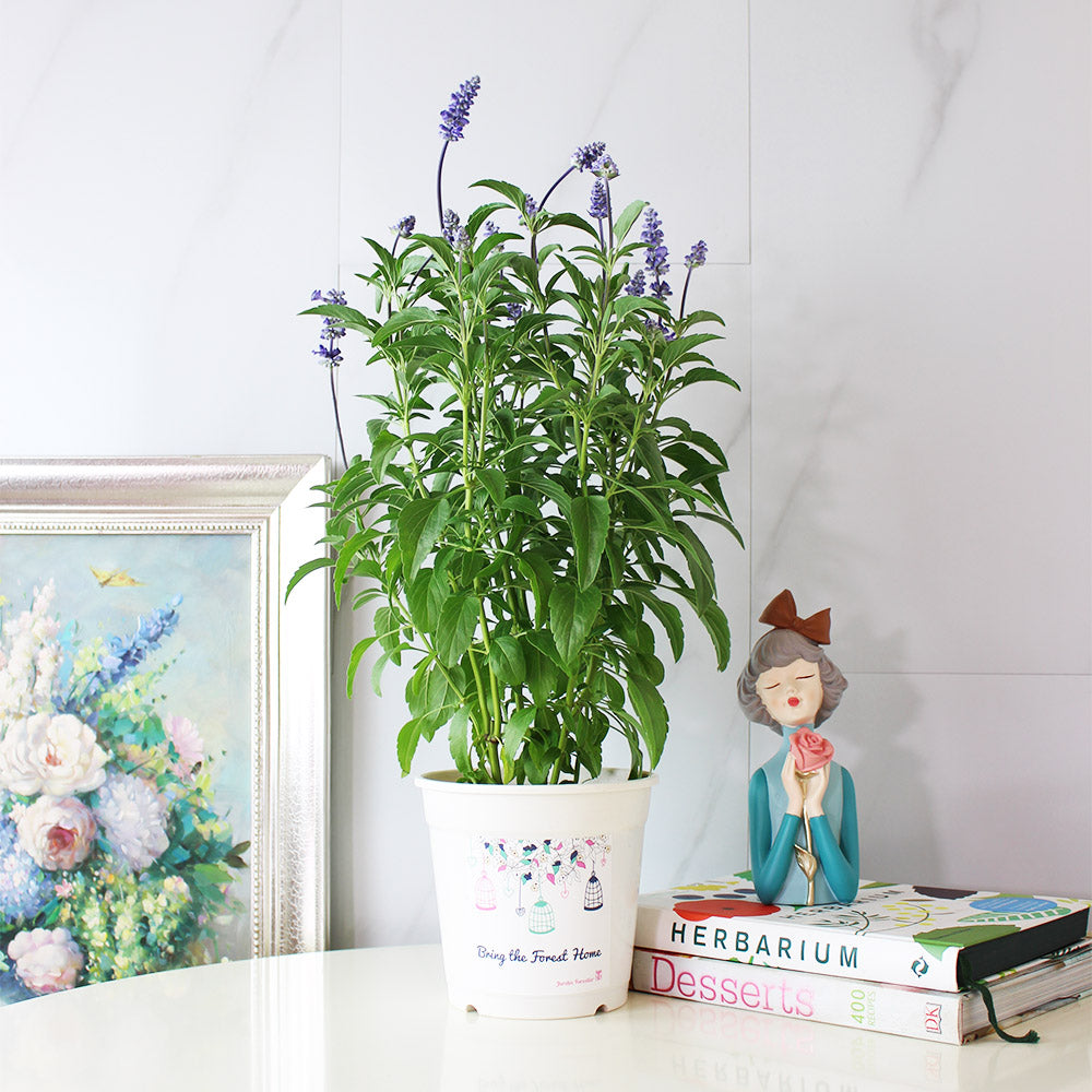 粉萼鼠尾草 | 深藍花束 |花園亮點 | 常開花、好照顧 | 陽光植物