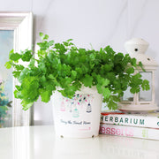 台灣香菜 | 富含維生素K和抗氧化劑，可抑制自由基 | 食用花 | 陽光植物