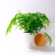 鐵線蕨 | 少女的髮絲 | 受歡迎的觀葉植物 | 陽光植物