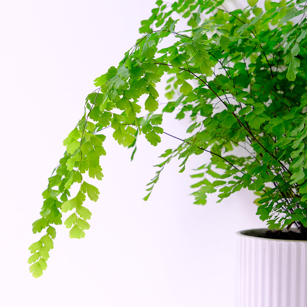鐵線蕨 | 少女的髮絲 | 受歡迎的觀葉植物 | 陽光植物