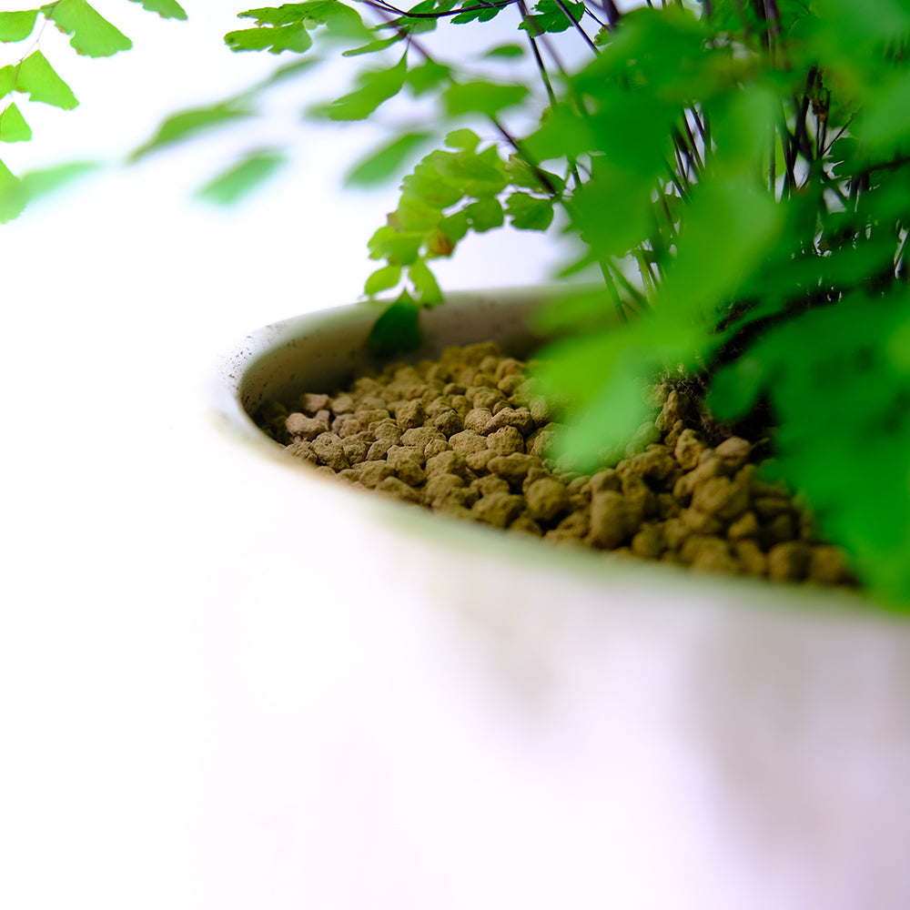 鐵線蕨 | 少女的髮絲 | 受歡迎的觀葉植物 | 陽光植物