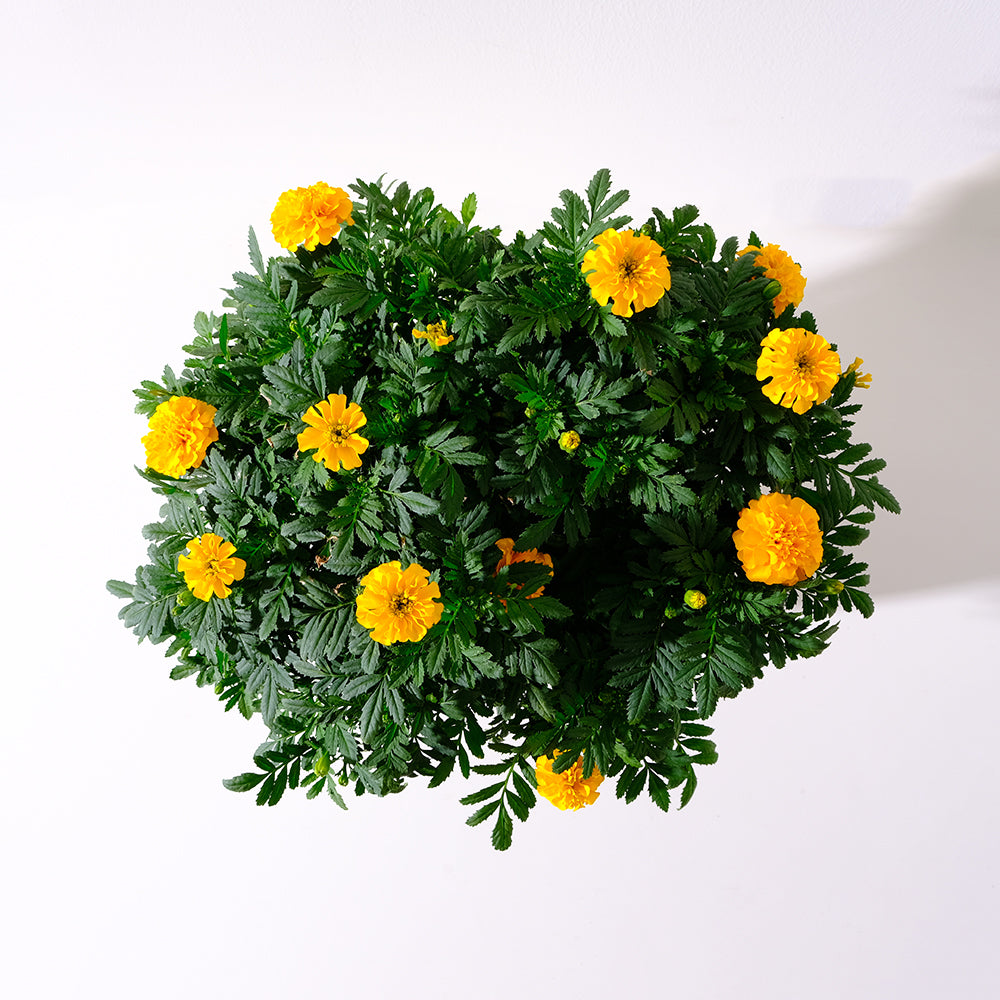 法國萬壽菊 | 少蟲害 | 天然防治 | 附肥料 | 食用花 | 綜合花色 | 陽光植物