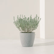 貓百里 | 貓苦草| 貓咪安全 | 發出呼嚕聲 | 陽光植物