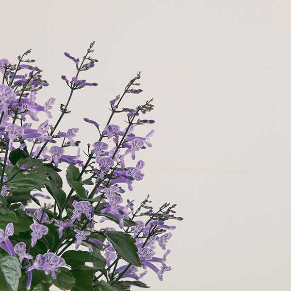 紫鳳凰 | 夢娜薰衣草 | 幾乎全年開花| 陽光植物