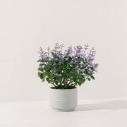 紫鳳凰 | 夢娜薰衣草 | 幾乎全年開花| 陽光植物