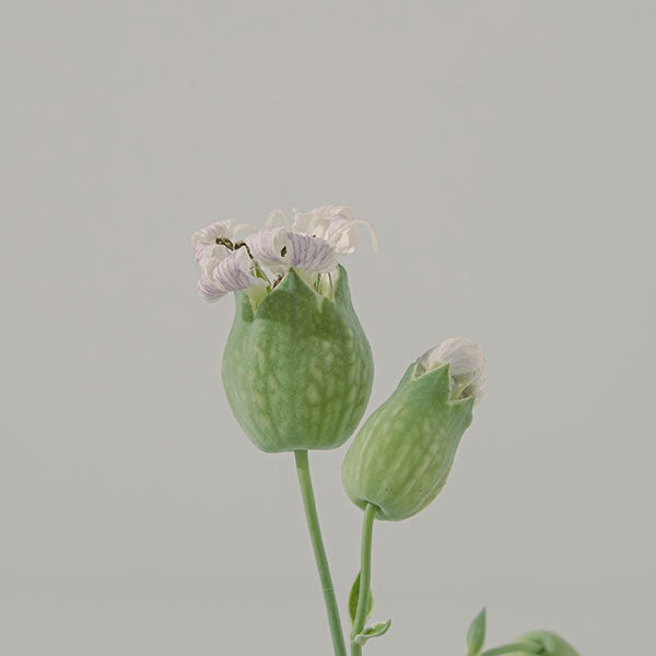 濱海繩子草 | 可愛的白色鐘形小花 | 陽光植物