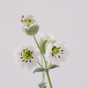 濱海繩子草 | 可愛的白色鐘形小花 | 陽光植物