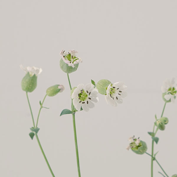 濱海繩子草 | 可愛的白色鐘形小花 | 陽光植物