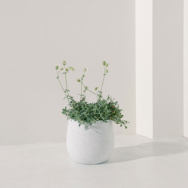 濱海繩子草 | 可愛的白色鐘形小花 | 陽光植物