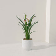 紅唇海芋 | 聚財納福、吸納好運 | 陽光植物