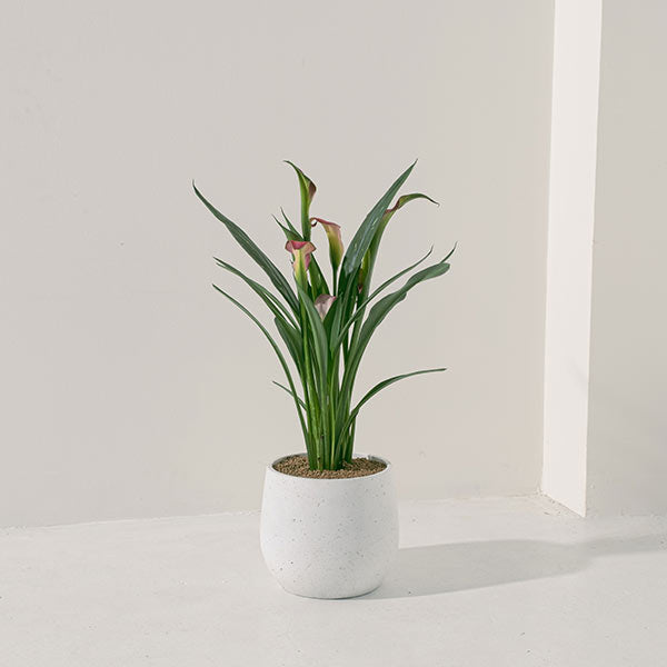 紅唇海芋 | 聚財納福、吸納好運 | 陽光植物