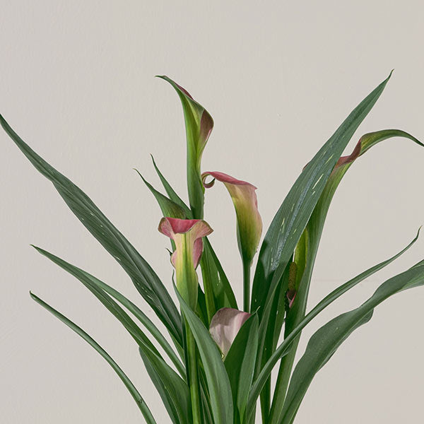 紅唇海芋 | 聚財納福、吸納好運 | 陽光植物