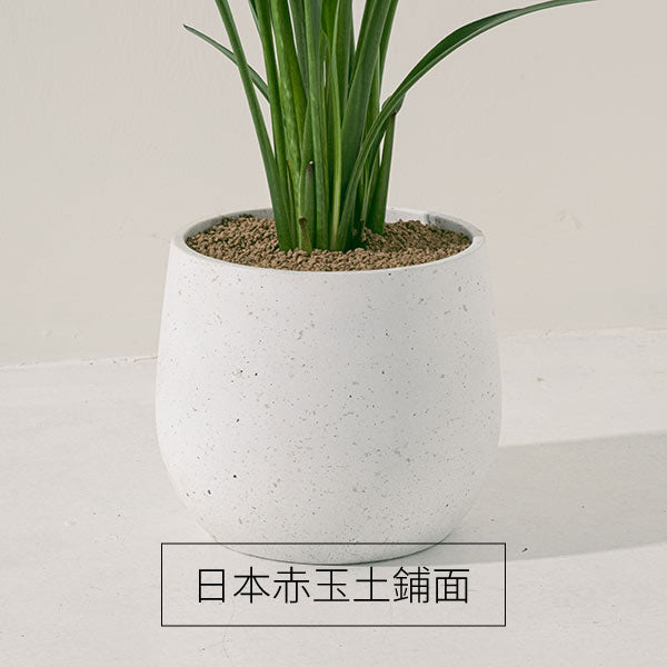 紅唇海芋 | 聚財納福、吸納好運 | 陽光植物