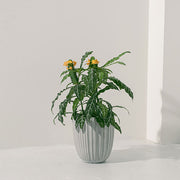 鳥尾花 | 花朵形似鳥尾 | 色彩鮮豔 | 陽光植物