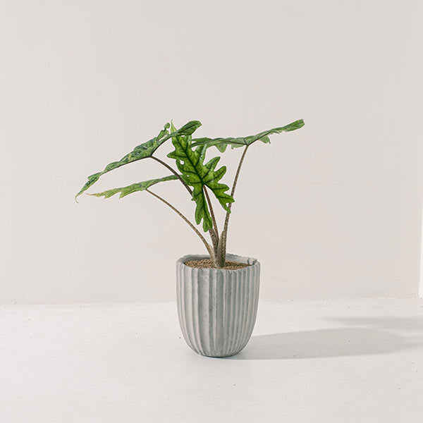 傑克林觀音蓮 | 招財、淨化磁場與提升人緣 | 室內植物