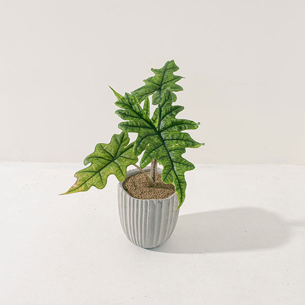 傑克林觀音蓮 | 招財、淨化磁場與提升人緣 | 室內植物