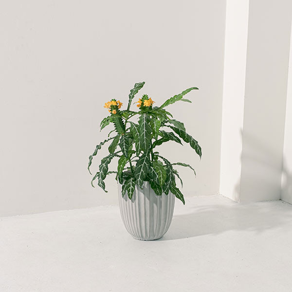 鳥尾花 | 花朵形似鳥尾 | 色彩鮮豔 | 陽光植物