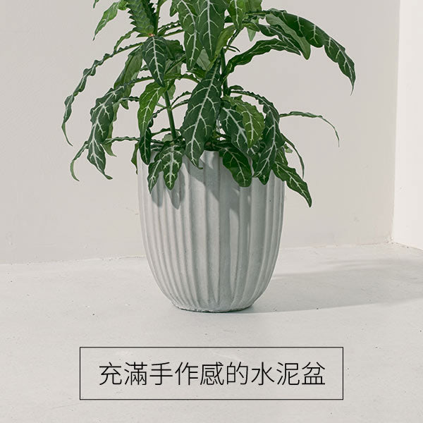 鳥尾花 | 花朵形似鳥尾 | 色彩鮮豔 | 陽光植物