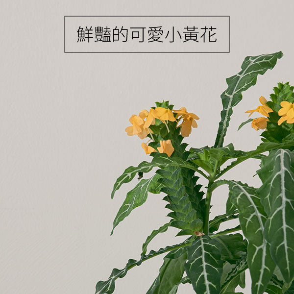 鳥尾花 | 花朵形似鳥尾 | 色彩鮮豔 | 陽光植物