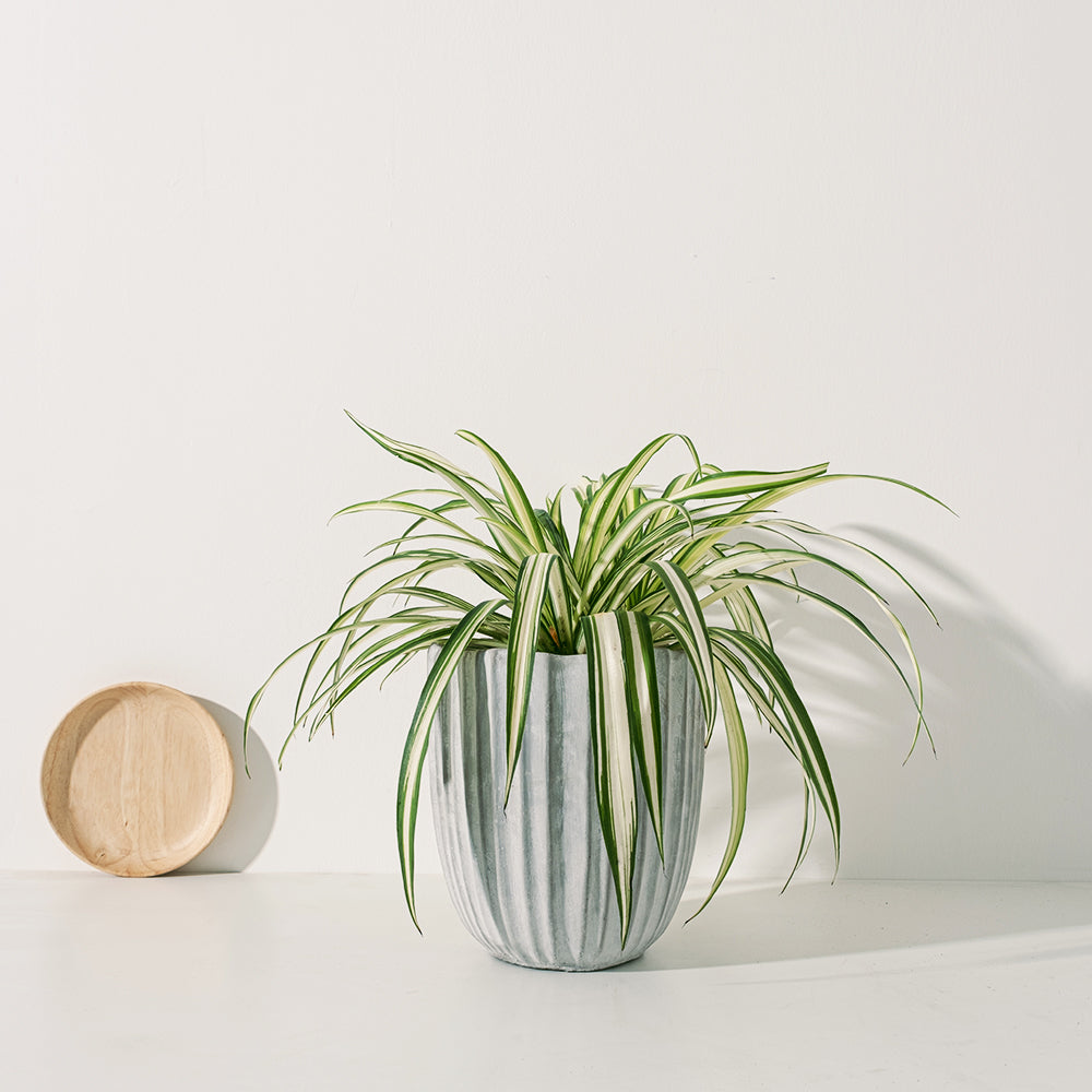 金邊吊蘭 |  空氣過濾效果讚 | 新手植物 | 寵物友善 | 室內植物