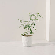 花椒 | 香麻風味，廚房的靈魂 | 會結果 | 陽光植物