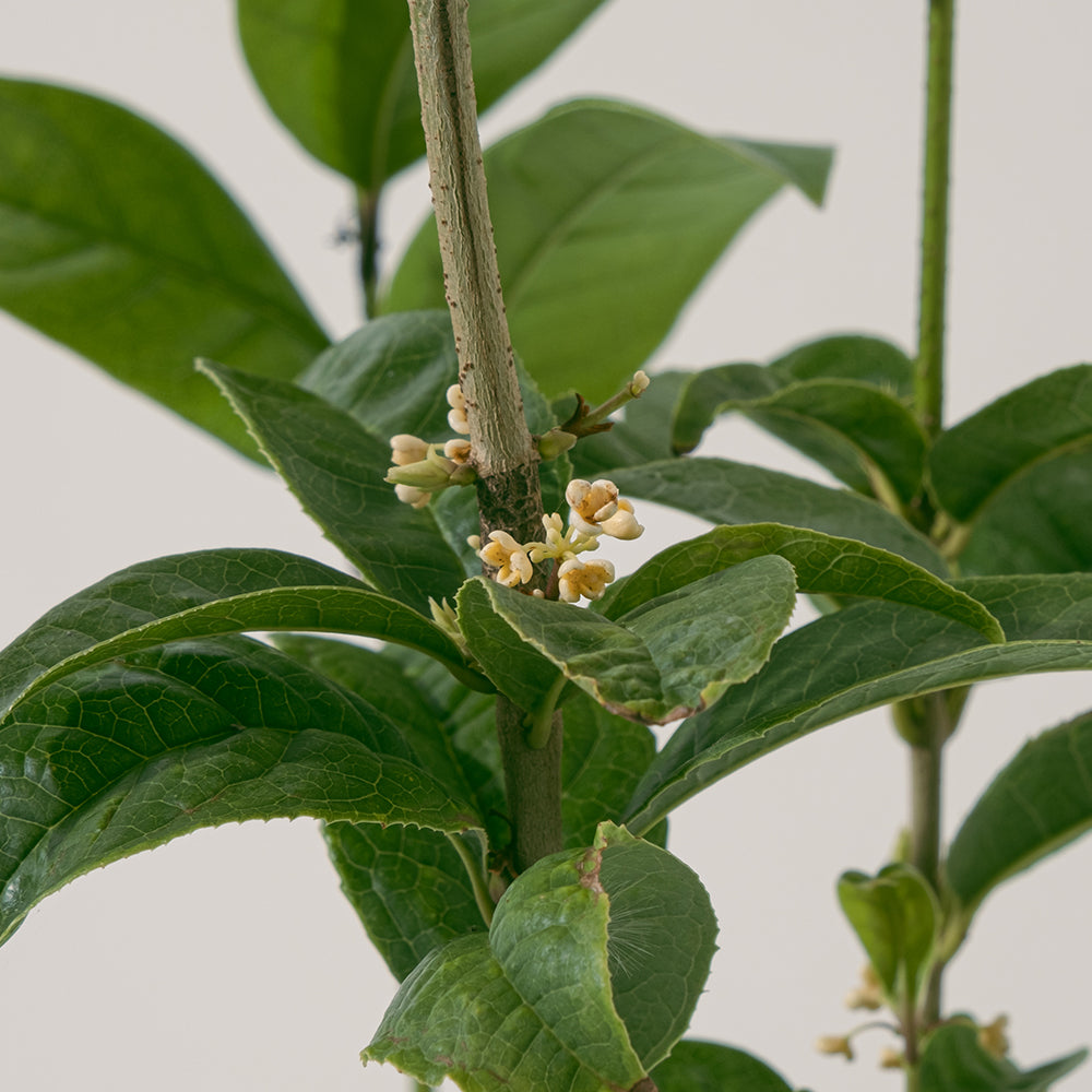 日本香水桂花 | 全年陸續開花| 冬天開花量最大 | 香水原料之一 | 食用花 | 陽光植物