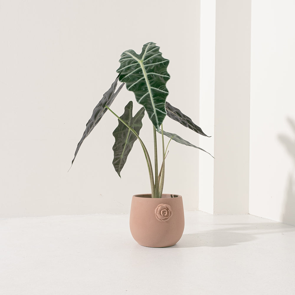 黑葉觀音蓮 | 非洲面具 | 簡潔且明顯的線條 | 室內植物