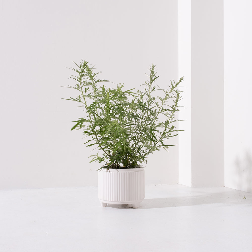 台灣艾草 | 避邪 | 艾草糕 | 艾捲 | 泡茶 | 入菜 | 陽光植物
