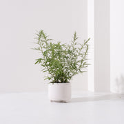 台灣艾草 | 避邪 | 艾草糕 | 艾捲 | 泡茶 | 入菜 | 陽光植物