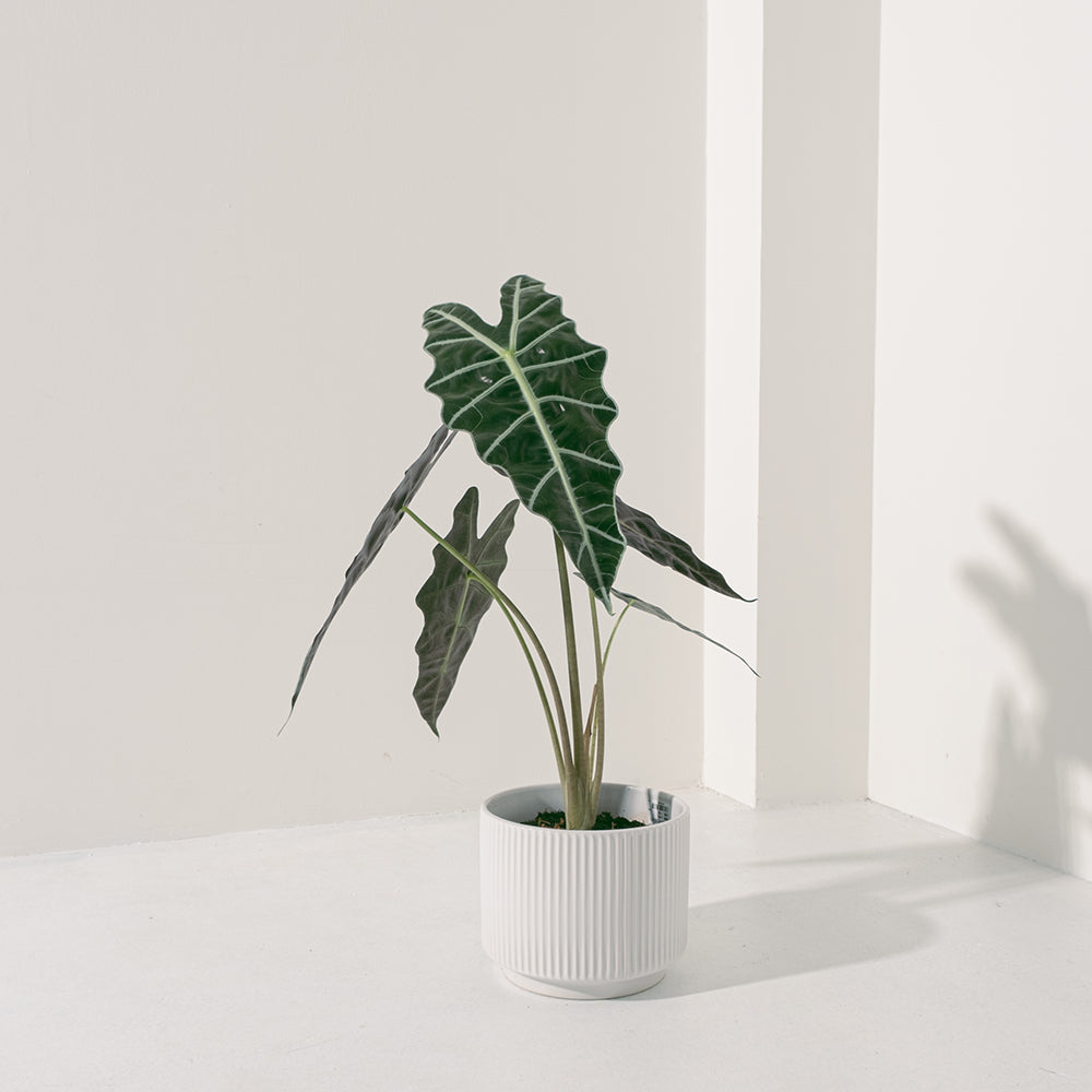黑葉觀音蓮 | 非洲面具 | 簡潔且明顯的線條 | 室內植物