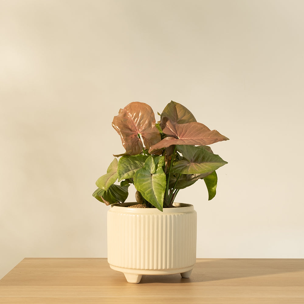 粉紅合果芋 | 溫柔的色彩 | 室內植物