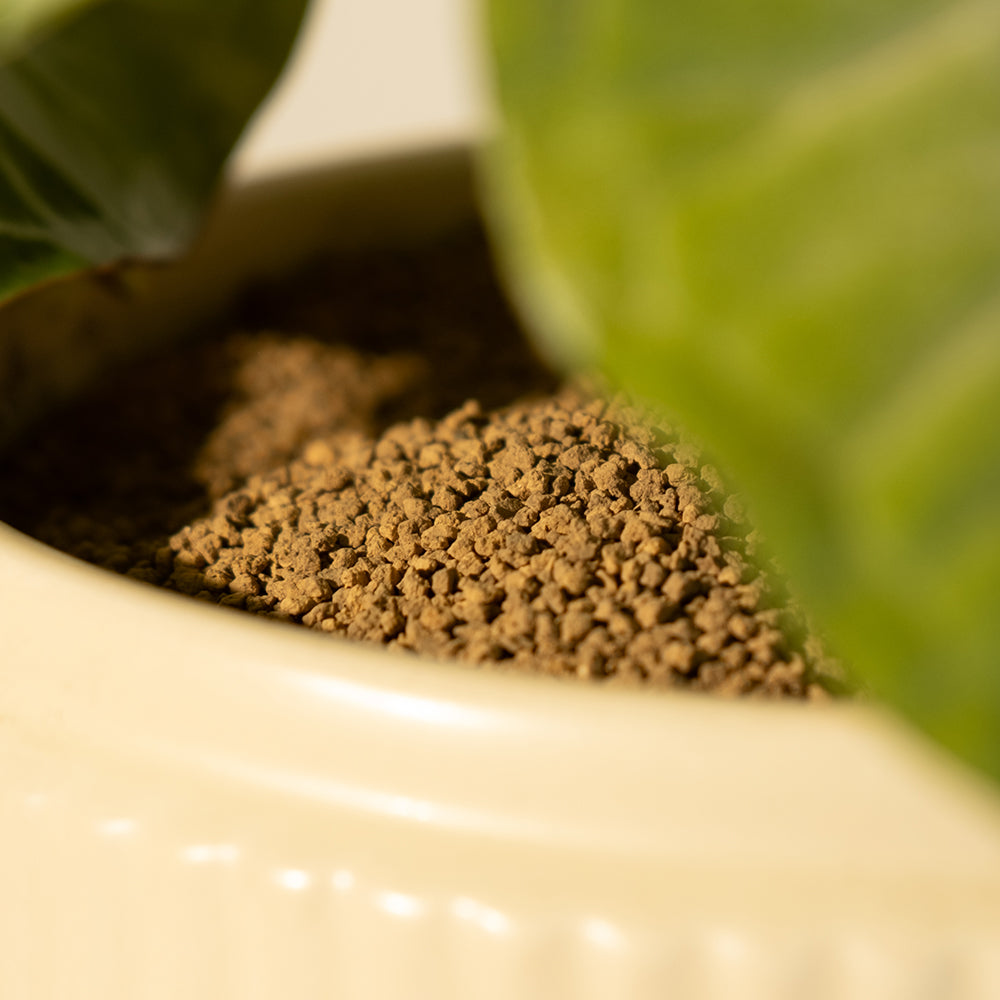 粉紅合果芋 | 溫柔的色彩 | 室內植物