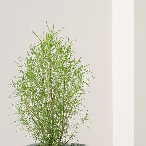 波波草 | 地膚草 | 掃帚草 | 圓滿可愛 | 陽光植物